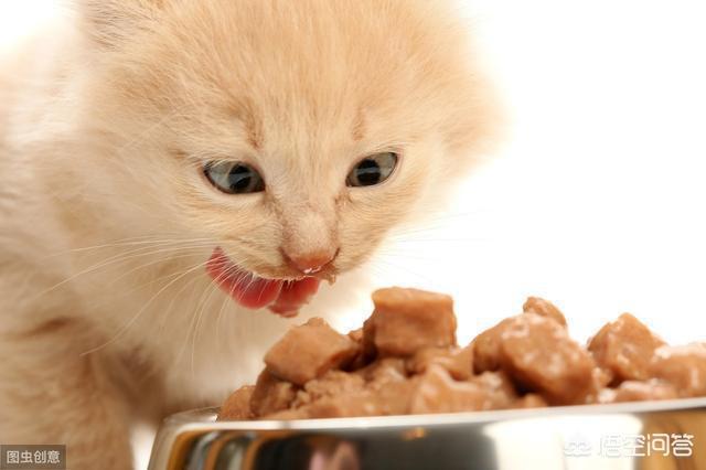 玛氏宠物食品的研发:哪些食物，可以帮助狗狗美毛？