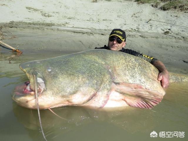 世界上最大的水怪是什么，鲶鱼最大可以长到多大能吃下的最大食物是什么
