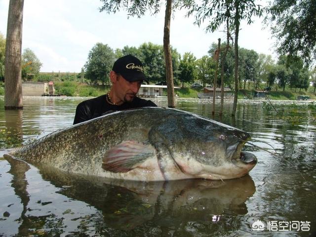 鲶鱼吃什么长得最快:鲶鱼吃什么食物长大 鲶鱼最大可以长到多大？能吃下的最大食物是什么？