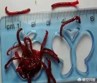 红虫是什么的幼虫,虾池出现红虫是好事还是坏事？