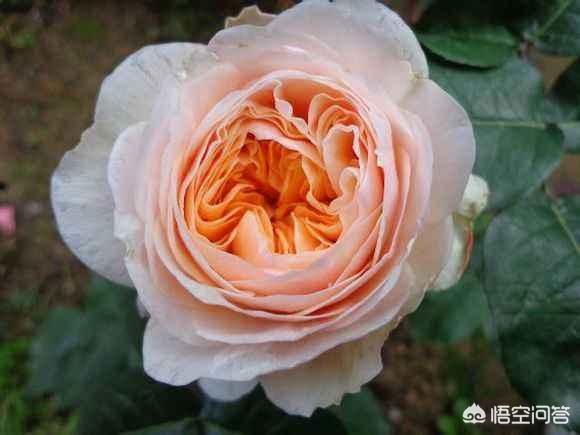 vents月季花品种介绍及图片:月季朱丽叶好种吗？有哪些技巧？