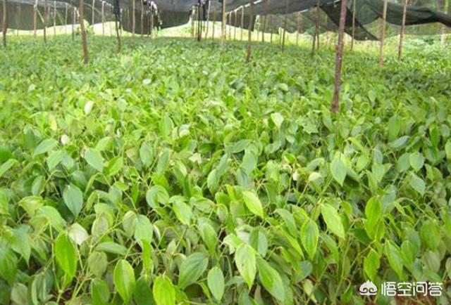 头条问答 如何进行科学种植胡椒 有没有什么细节要注意 种植世界的回答 0赞