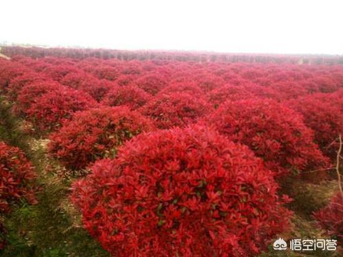 石楠花为什么叫最污花:石楠成树如何栽，行距株距多少米？