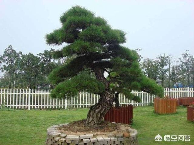 头条问答 - 降龙木十年有多大?(1个回答)