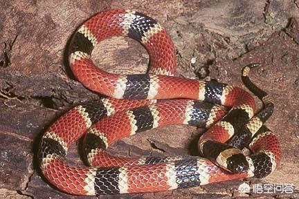 金环蛇:在农村的山上遇到头部是三角形的蛇，是不是都是毒蛇呢？