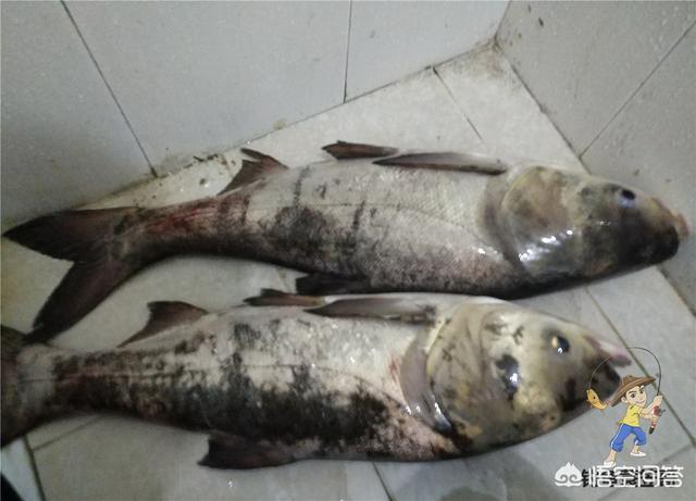 200块钱左右的鱼竿有哪些品牌推荐？