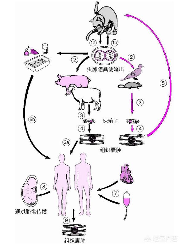 怀孕弓形虫病的症状:弓形虫对孕妇的危害有哪些？ 怀孕感染弓形虫有哪些症状