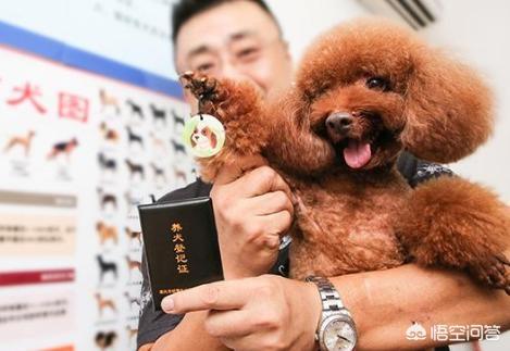 广州养狗要登记吗:广州养狗要狗证吗 为什么那么多养狗的人不愿意办狗证？