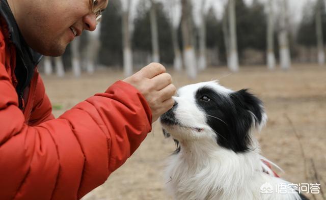 边境牧羊犬好养吗家里能养:边牧价格不高，为什么这么少人养？