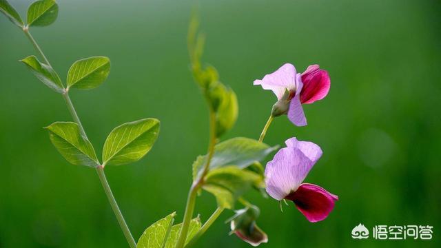 斯芬克斯猫加热:你见过长相最奇怪的猫长什么样？ 斯芬克斯猫真的好烦人