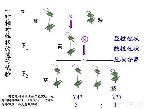 斯芬克斯猫加热:你见过长相最奇怪的猫长什么样？ 斯芬克斯猫真的好烦人