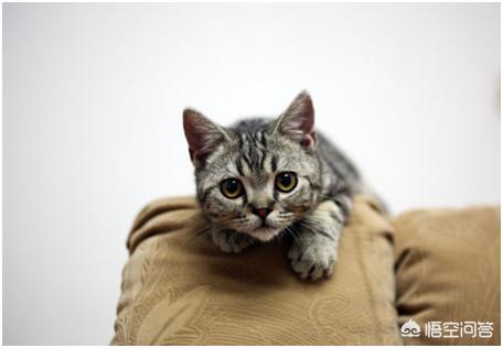 美国短毛猫智商:美短和英短，猫主人该如何选择？