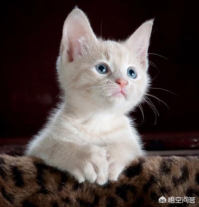 猫咪睡在猫砂盆:把小猫关进笼子里它在猫砂盆里拉，放出来就到处拉，该怎么办？