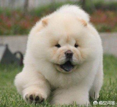 松狮好养吗:为什么养一只松狮犬带出门从没有怕过？
