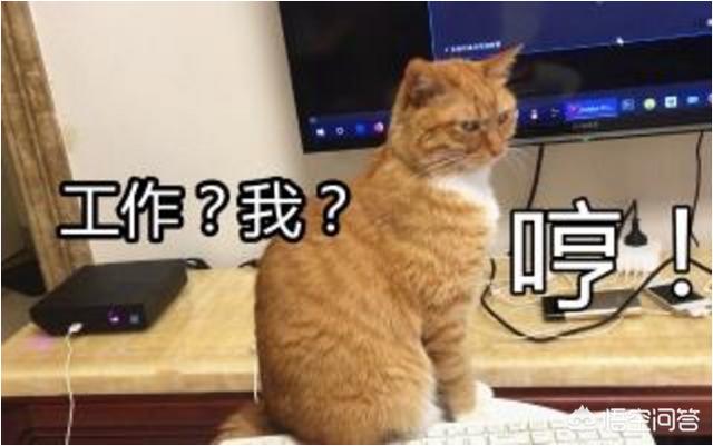 键盘猫:为什么我的猫喜欢坐在电脑键盘上？