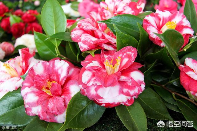 种山茶花用河鱼当肥料可以吗？