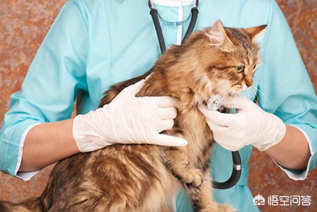 头条问答- 宠物猫咪如何预防疾病？(蜜思凯蒂萌宠知识百科的回答，0赞）
