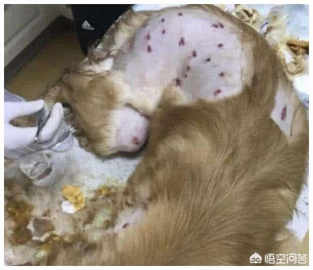 宠物犬托运被打图片:如果经常打骂拉布拉多犬，会有什么样的后果？