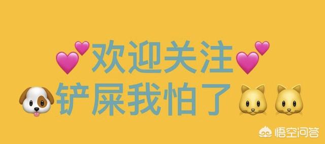 我爱飞盘狗:怎么才能让狗狗知道宠主很爱它？