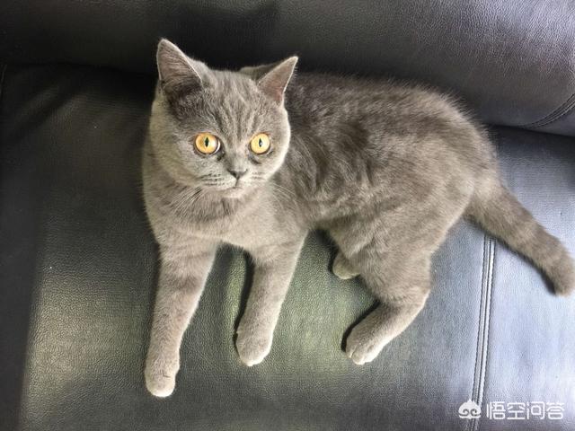 离家的猫:一些离家出走的猫咪为什么都不再回家了？