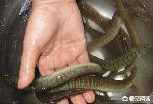 农村一种淡水鱼刀鳅鱼,背上带刺,市场卖60元一斤,为何少有农民养殖?