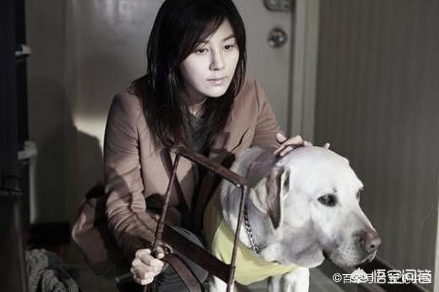 色狗狗电影:你知道拉布拉多犬参演过什么电视剧和电影吗？