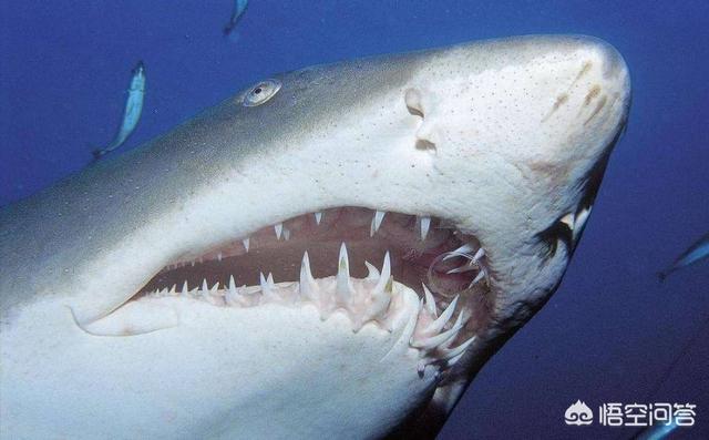 淡水鲨会主动袭击人吗，鲨鱼通常为什么不吃人是因为人类不合口味吗