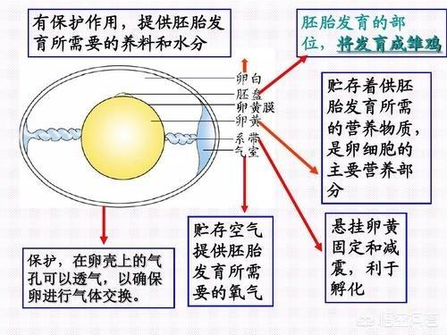 动物是怎么交流配的过程:卵生动物是不是都跟鸡一样不交配也能下蛋？