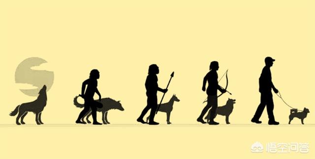 狗和狼的DNA一样吗？插图22