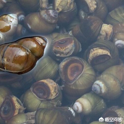 田螺吃什么，农村的养殖户说青鱼最爱吃螺蛳了，螺蛳壳很坚硬青鱼是怎么吃的呢