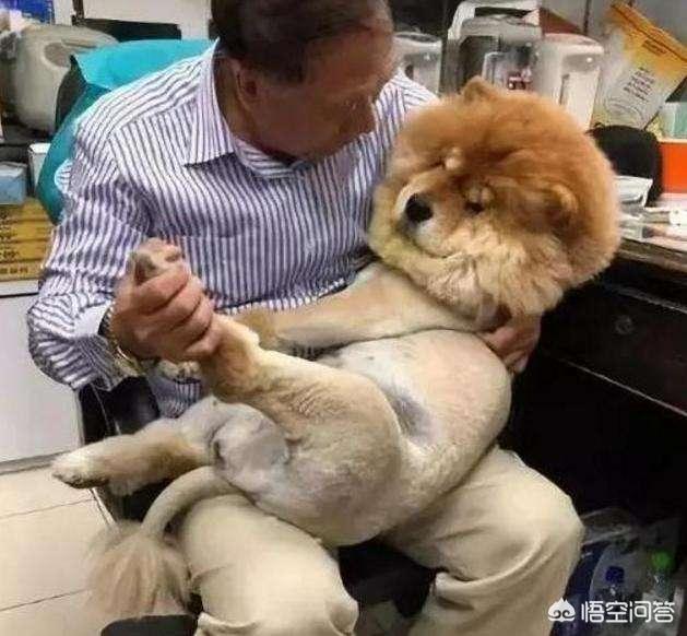松狮好养吗:养了松狮以后，为什么会被宠物店拒之门外？