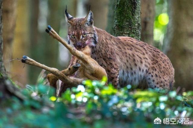 猎豹属:猎豹和猞猁谁厉害？为什么？