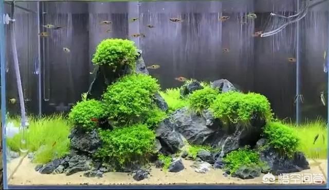 水草能在火山石生长么?:草缸可以先放水草泥种上水草后，在上面再去铺一层底砂吗？