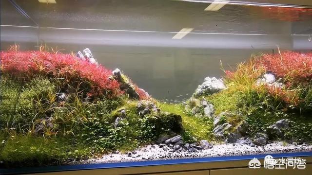 水草能在火山石生长么?:草缸可以先放水草泥种上水草后，在上面再去铺一层底砂吗？