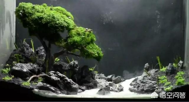 水草能在火山石生长么?:草缸可以先放水草泥种上水草后，在上面再去铺一层底砂吗？