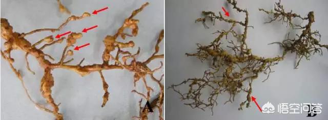 花叶芋根结线虫病:柑橘根结线虫有哪些危害？我们该如何有效防治？