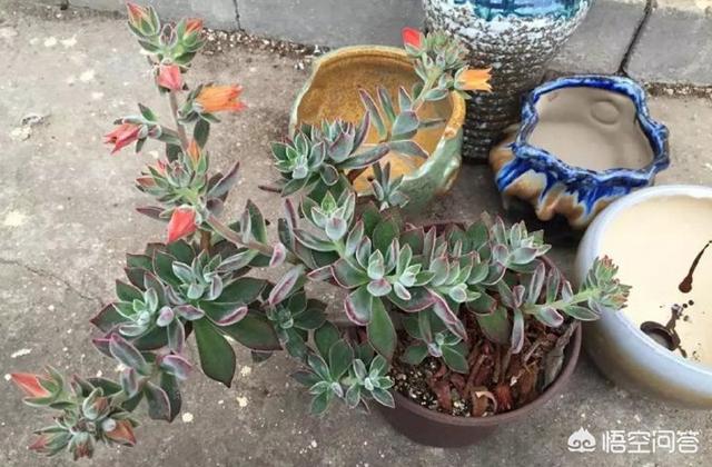 多肉大和锦根能长多粗:锦晃星枝太长怎么办?头大，枝细又长，怎么办？