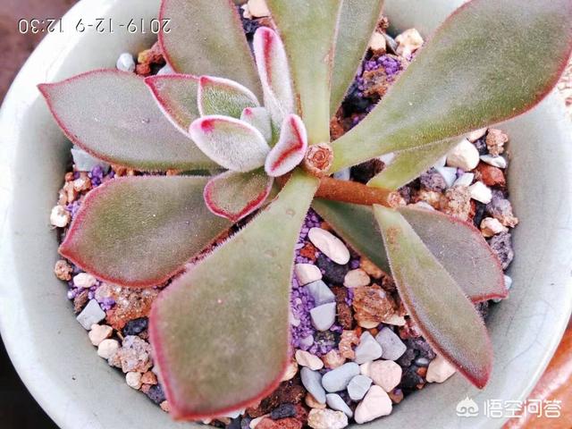 多肉大和锦根能长多粗:锦晃星枝太长怎么办?头大，枝细又长，怎么办？