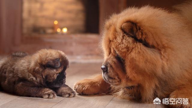 松狮图片:松狮犬图片多少钱一只 为什么现在的人都不养松狮犬了？