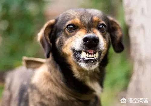 人传染上狂犬病会学狗叫吗:朋友圈流传的小孩被狗咬，狂犬病发作的信息是真的吗？