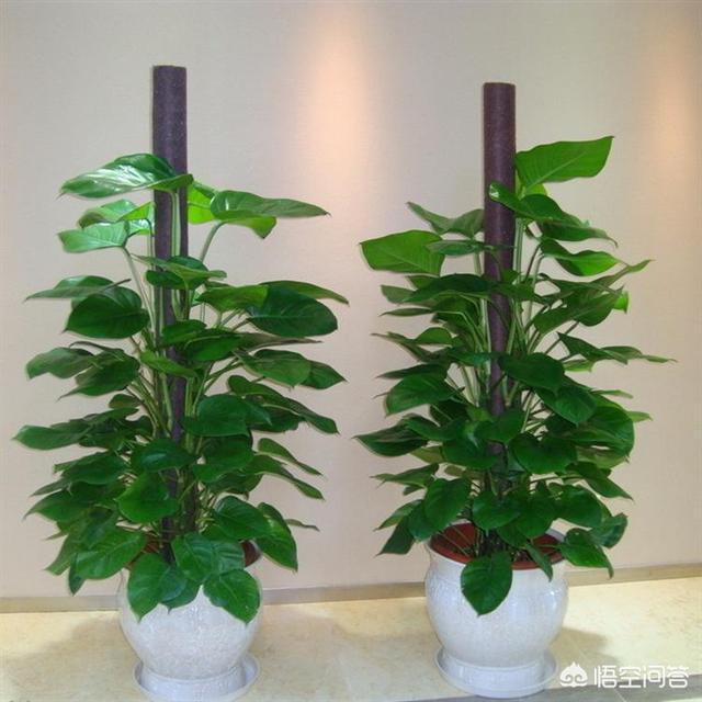 大家给推荐一下,房子里放什么植物比较好,比较好养活的那种？