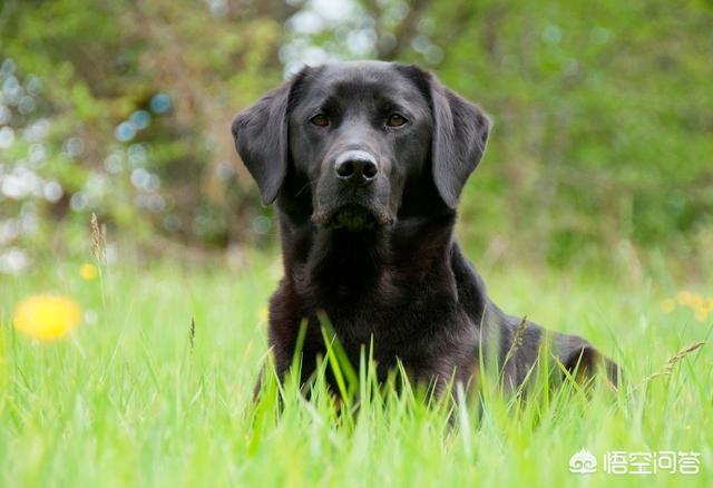 优质的拉布拉多犬性格特征有哪些:养拉布拉多犬该注意哪些 黑色拉布拉多犬有什么优势，值得养吗？