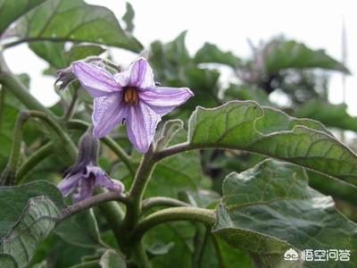 茄子落花落果的防治措施有哪些 科技三农科普的回答 头条问答