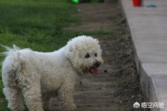 比熊犬和泰迪哪个好:泰迪、雪纳瑞、比熊各有什么优缺点？