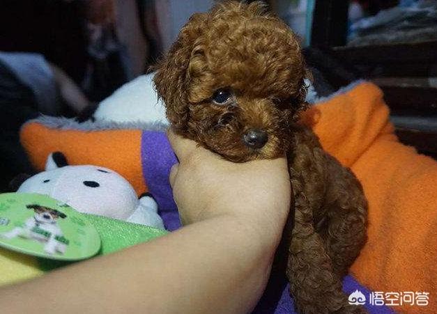 泰迪犬怎么养:挑选泰迪犬需要注意什么，应该如何饲养？