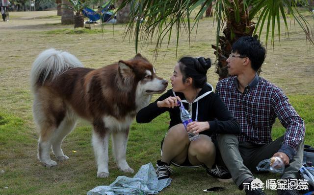 如何给宠物狗取名字:你是根据什么给狗狗起名字呢？