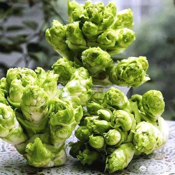 "多仔菜"又名抱子芥,在重庆当地俗称儿菜,别名角儿菜,芽芽菜,抱儿菜