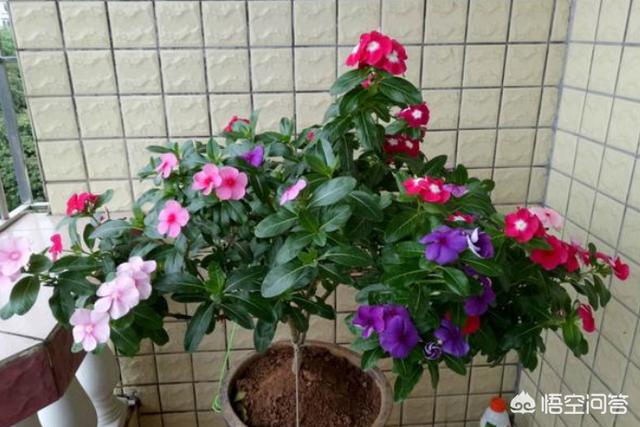 蔓长春花耐寒吗:长春花根系发达吗？种植过程中需要注意什么？