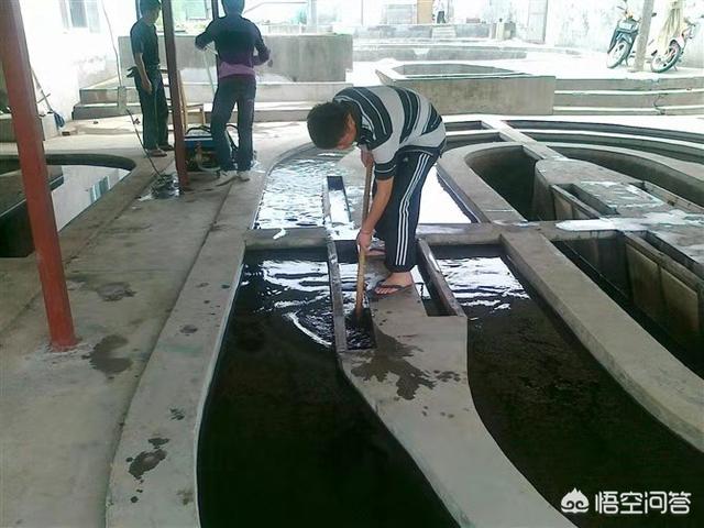 北京淡水鱼苗:北京淡水鱼苗市场 新池塘下鱼苗需要注意什么？