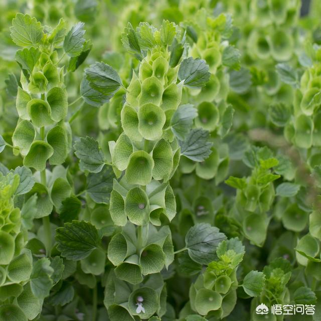 头条问答 在家里要在花盆种花 颜色分别为赤橙黄绿青蓝紫7种颜色 有什么推荐的 6个回答